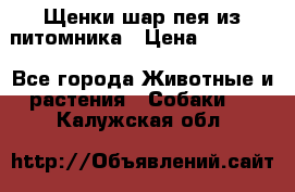 Щенки шар-пея из питомника › Цена ­ 15 000 - Все города Животные и растения » Собаки   . Калужская обл.